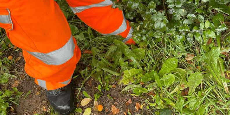 dense undergrowth can hide unknown dangers for Lone Workers